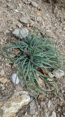 Asphodeline