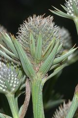 Eryngium alternatum