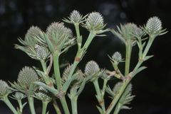 Eryngium alternatum