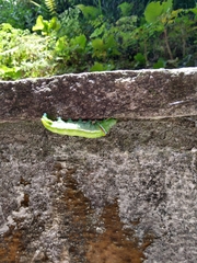 Lepidoptera