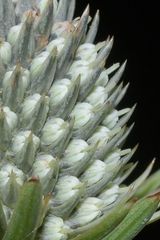 Eryngium alternatum