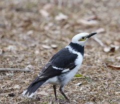 Gracupica nigricollis