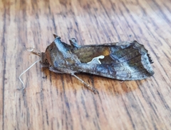 Autoplusia gammoides