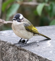 Pycnonotus sinensis