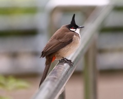 Pycnonotus jocosus