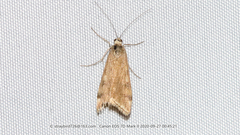 Loxostege sticticalis