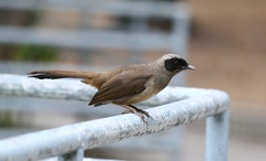 Pterorhinus perspicillatus