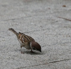 Passer montanus