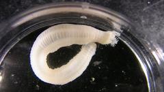 Leptosynapta tenuis