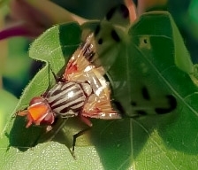 Otitini