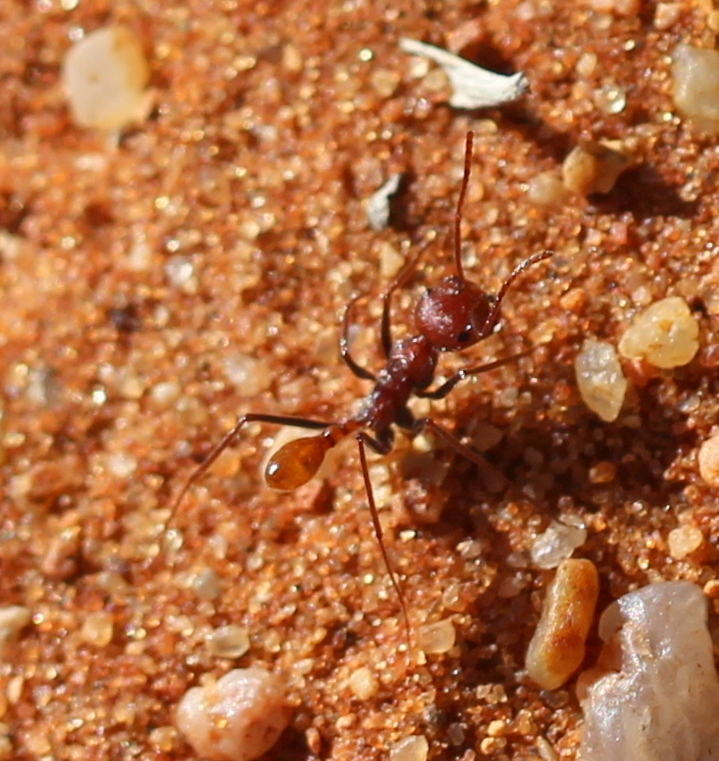 Ocymyrmex flaviventris
