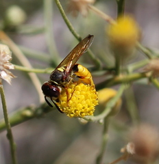 Philanthus triangulum diadema
