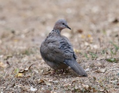 Streptopelia chinensis