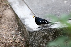 Copsychus saularis