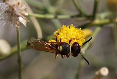 Philanthus triangulum diadema