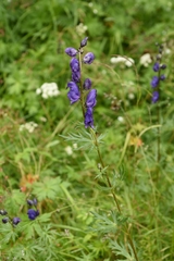 Aconitum glandulosum