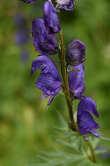 Aconitum glandulosum