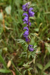 Aconitum glandulosum