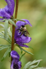 Aconitum glandulosum