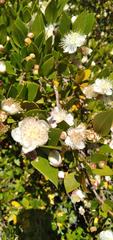 Myrtus