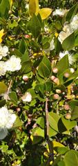 Myrtus