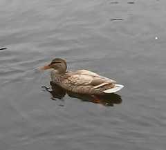 Anas platyrhynchos