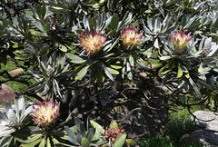 Protea roupelliae subsp. roupelliae image