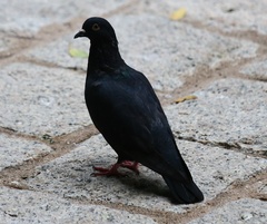 Columba livia domestica