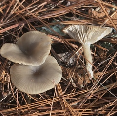 Clitocybe subditopoda