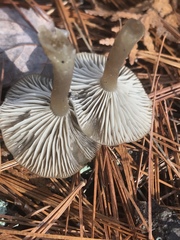 Clitocybe subditopoda