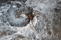 Loxosceles similis