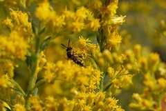 Leucospis