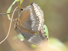 Hypolimnas bolina