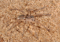 Allocosinae