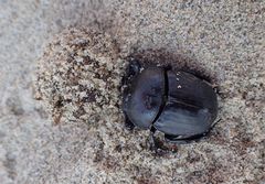 Scarabaeus semipunctatus