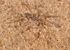Allocosinae