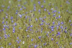 Utricularia reticulata