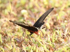 Pachliopta aristolochiae