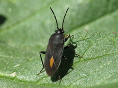 Aphanus rolandri
