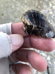 Pteria colymbus