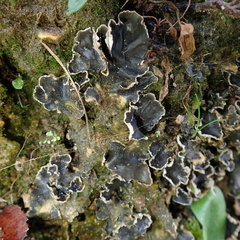 Peltigera hymenina