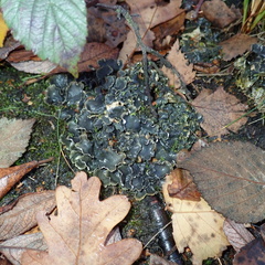Peltigera hymenina