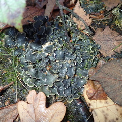 Peltigera hymenina