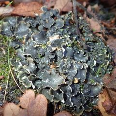 Peltigera hymenina