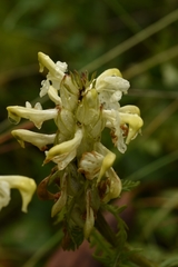 Pedicularis compacta