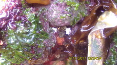 Anthopleura artemisia