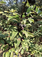 Ilex aculeolata