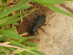 Megacephala asperata