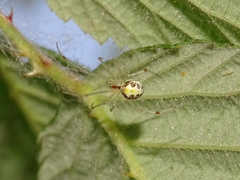 Theridion varians