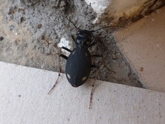 Megacephala asperata